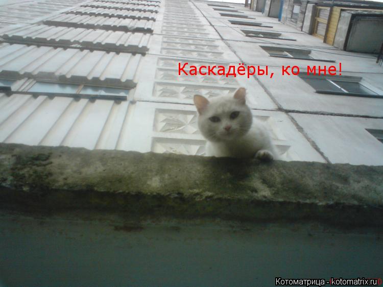 Котоматрица: Каскадёры, ко мне!