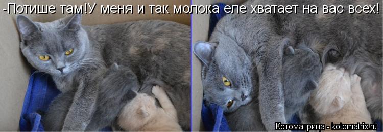 -Потише там!У меня и так молока еле хватает на вас всех!... Котоматрица: -Потише там!У меня и так молока еле хватает на вас всех!