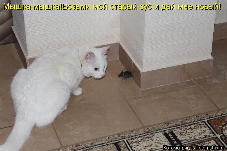 Мышка мышка!Возьми мой старый зуб и дай мне новый!... Котоматрица: Мышка мышка!Возьми мой старый зуб и дай мне новый!