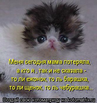 Меня сегодня мама потеряла, то ли ежонок, то ль барашка, а кто я , так и не сказала - то ли щенок, т... Котоматрица: Меня сегодня мама потеряла, то ли ежонок, то ль барашка, а кто я , так и не сказала - то ли щенок, то ль чебурашка...