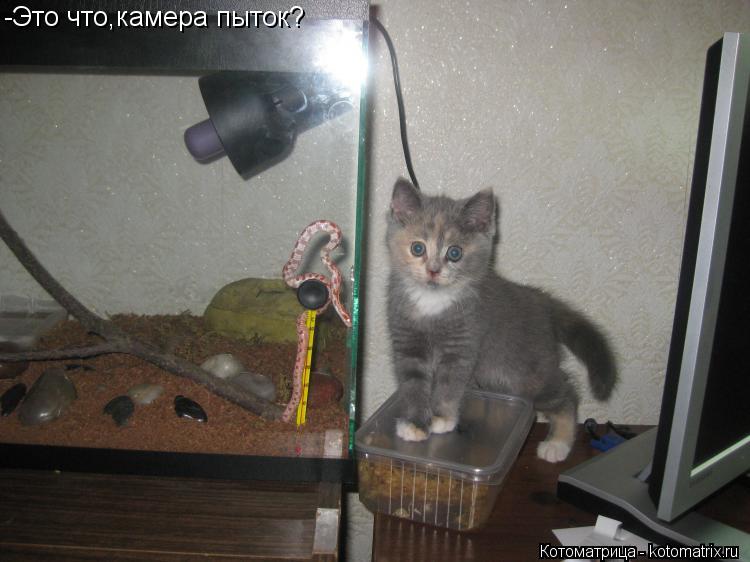 -Это что,камера пыток?... Котоматрица: -Это что,камера пыток?