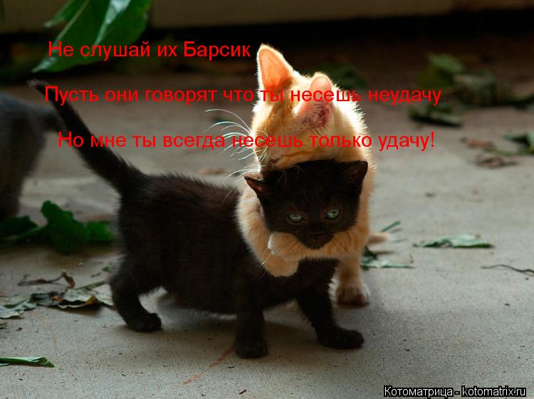 Котоматрица: Не слушай их Барсик  Пусть они говорят что ты несешь неудачу Но мне ты всегда несешь только удачу!