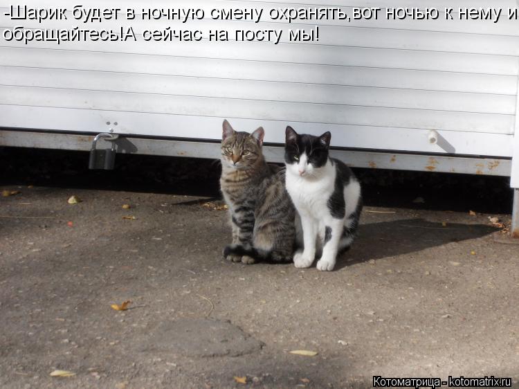Котоматрица: -Шарик будет в ночную смену охранять,вот ночью к нему и обращайтесь!А сейчас на посту мы!