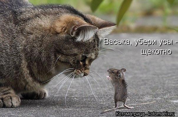Васька, убери усы - щекотно... Котоматрица: Васька, убери усы - щекотно