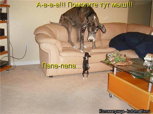 Папа-папа... А-а-а-а!!! Помогите тут мыш!!!... Котоматрица: Папа-папа... А-а-а-а!!! Помогите тут мыш!!!
