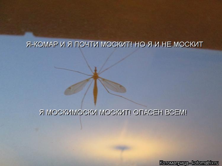 Котоматрица: Я-КОМАР И Я ПОЧТИ МОСКИТ! НО Я И НЕ МОСКИТ Я МОСКИМОСКИ МОСКИТ! ОПАСЕН ВСЕМ!