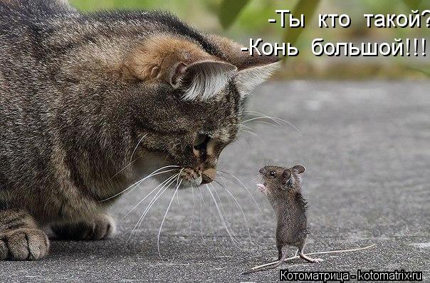 Котоматрица: -Ты  кто  такой? -Конь  большой!!!!