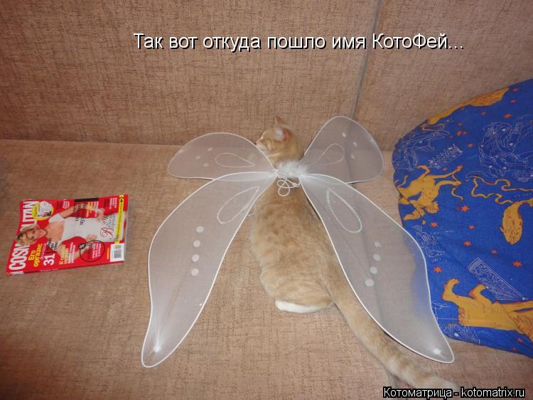 Так вот откуда пошло имя КотоФей...... Котоматрица: Так вот откуда пошло имя КотоФей...