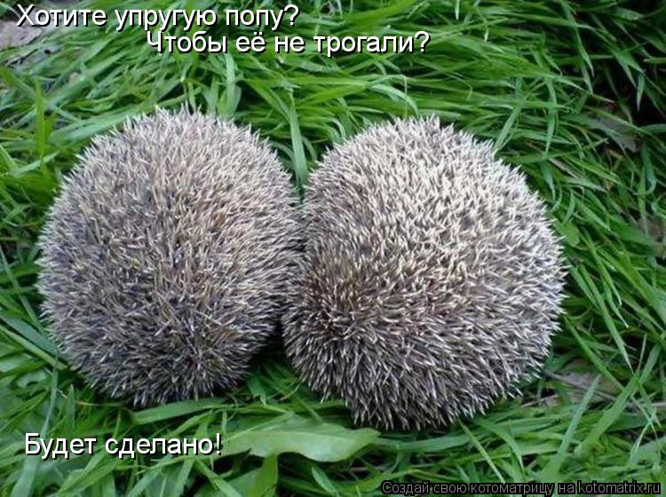 Хотите упругую попу? Чтобы её не трогали? Будет сделано!... Котоматрица: Хотите упругую попу? Чтобы её не трогали? Будет сделано!