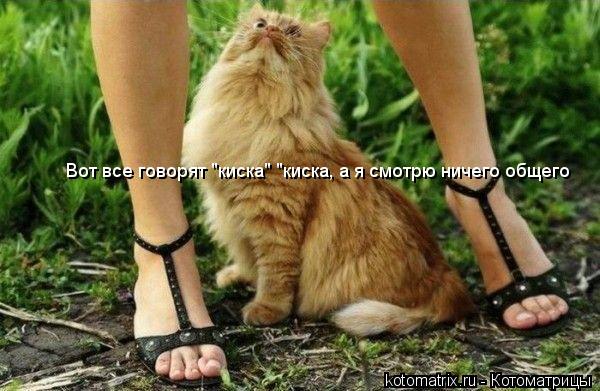 Вот все говорят "киска" "киска, а я смотрю ничего общего... Котоматрица: Вот все говорят "киска" "киска, а я смотрю ничего общего