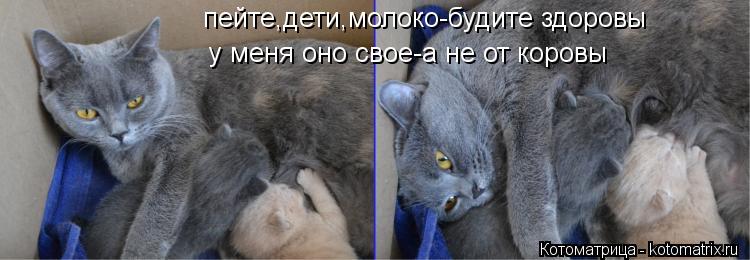 пейте,дети,молоко-будите здоровы у меня оно свое-а не от коровы... Котоматрица: пейте,дети,молоко-будите здоровы у меня оно свое-а не от коровы