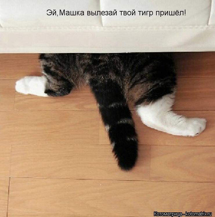 Эй,Машка вылезай твой тигр пришёл!... Котоматрица: Эй,Машка вылезай твой тигр пришёл!