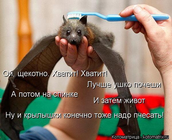 Ой, щекотно. Хватит! Хватит! Лучше ушко почеши А потом на спинке И затем живот Ну и крылышки конечно ... Котоматрица: Ой, щекотно. Хватит! Хватит! Лучше ушко почеши А потом на спинке И затем живот Ну и крылышки конечно тоже надо пчесать!