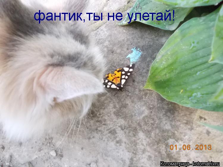 фантик,ты не улетай!... Котоматрица: фантик,ты не улетай!