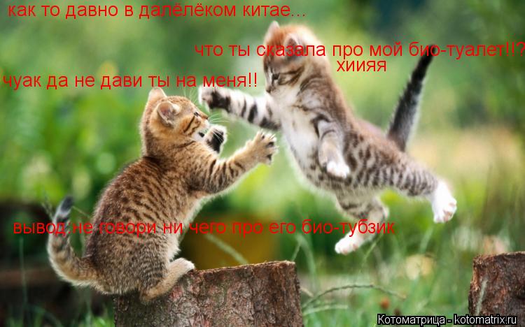 как то давно в далёлёком китае... что ты сказала про мой био-туалет!!?? хиияя чуак да не дави ты на м... Котоматрица: как то давно в далёлёком китае... что ты сказала про мой био-туалет!!?? хиияя чуак да не дави ты на меня!! вывод:не говори ни чего про его био-туб