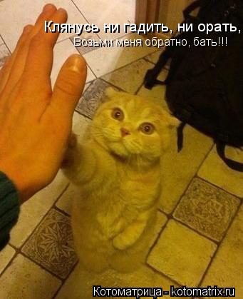 Клянусь ни гадить, ни орать, Клянусь ни гадить, ни орать, Возьми меня обратно, бать!!!... Котоматрица: Клянусь ни гадить, ни орать, Клянусь ни гадить, ни орать, Возьми меня обратно, бать!!!