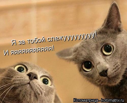 Я за тобой слежууууууууу! И яяяяяяяяяяя!... Котоматрица: Я за тобой слежууууууууу! И яяяяяяяяяяя!