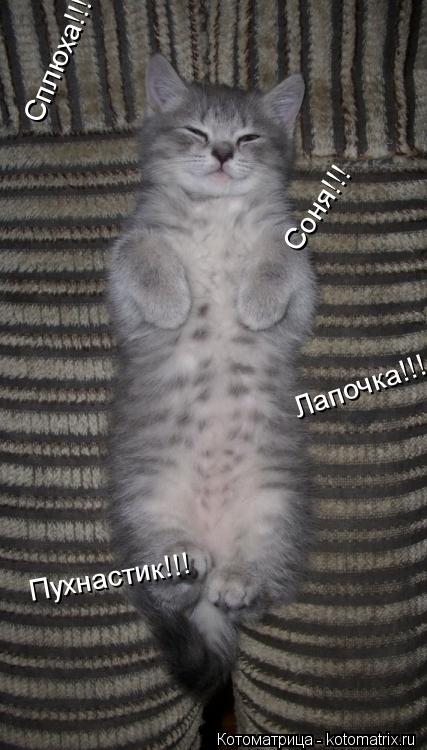 Котоматрица: Сплюха!!! Соня!!! Соня!!! Пухнастик!!! Лапочка!!!