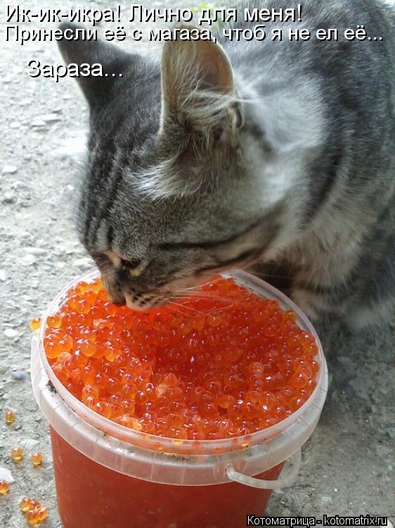 Ик-ик-икра! Лично для меня! Принесли её с магаза, чтоб я не ел её... Зараза...... Котоматрица: Ик-ик-икра! Лично для меня! Принесли её с магаза, чтоб я не ел её... Зараза...
