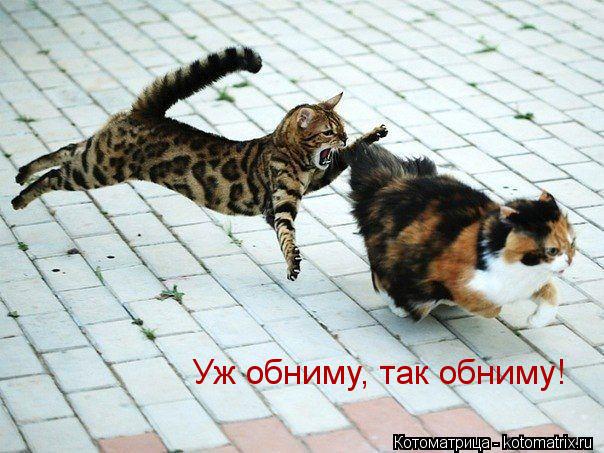 Котоматрица: Уж обниму, так обниму!