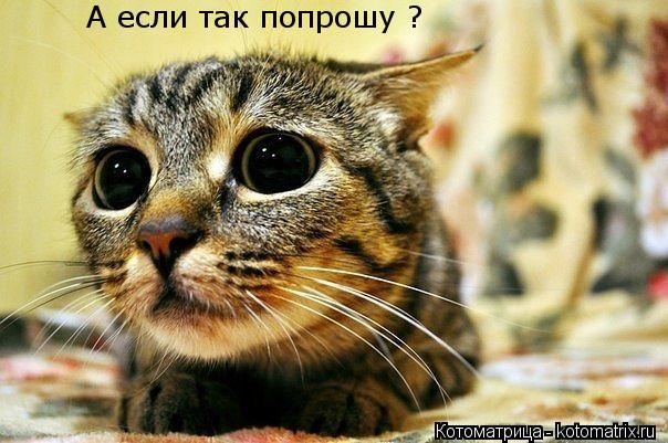 А если так попрошу ?... Котоматрица: А если так попрошу ?