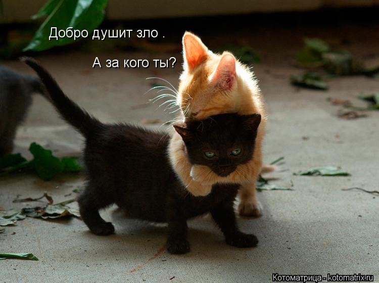 Добро душит зло . А за кого ты?... Котоматрица: Добро душит зло . А за кого ты?