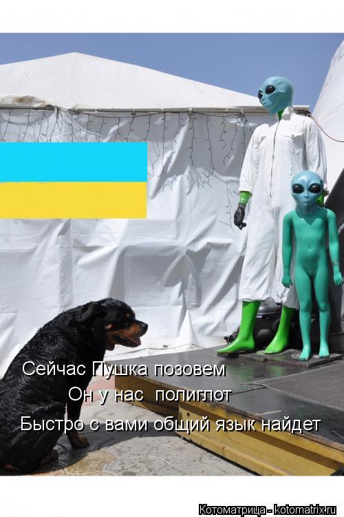 Котоматрица: Сейчас Пушка позовем Он у нас  полиглот Быстро с вами общий язык найдет