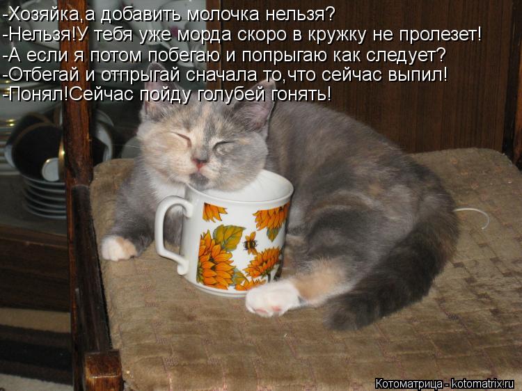 -Хозяйка,а добавить молочка нельзя? -Нельзя!У тебя уже морда скоро в кружку не пролезет! -А если я по... Котоматрица: -Хозяйка,а добавить молочка нельзя? -Нельзя!У тебя уже морда скоро в кружку не пролезет! -А если я потом побегаю и попрыгаю как следует? -Отбег