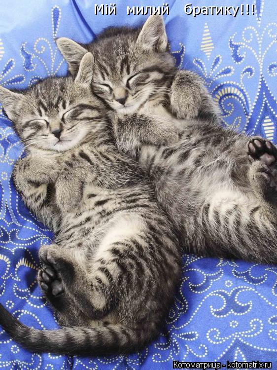 Мій милий братику!!!... Котоматрица: Мій милий братику!!!
