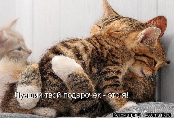 Лучший твой подарочек - это я!... Котоматрица: Лучший твой подарочек - это я!