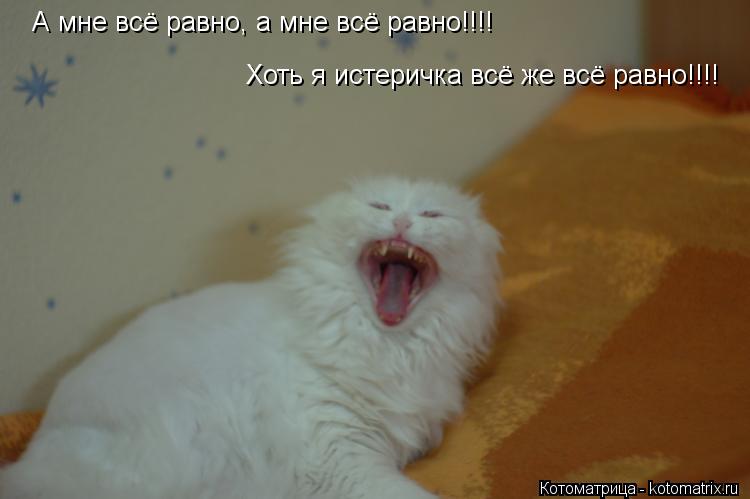 А мне всё равно, а мне всё равно!!!! Хоть я истеричка всё же всё равно!!!!... Котоматрица: А мне всё равно, а мне всё равно!!!! Хоть я истеричка всё же всё равно!!!!