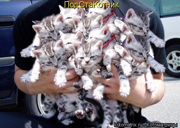 ПодСтаКотник... Котоматрица: ПодСтаКотник