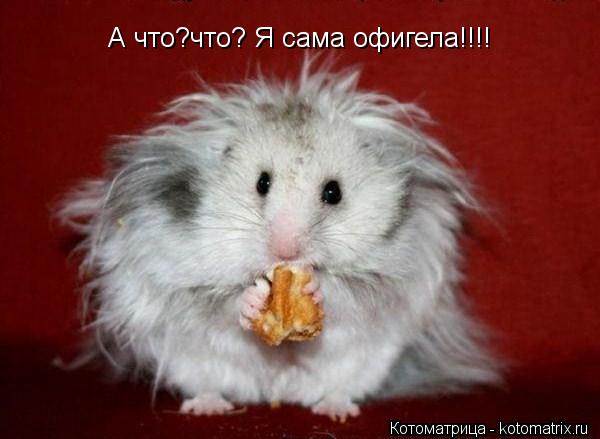 А что?что? Я сама офигела!!!!... Котоматрица: А что?что? Я сама офигела!!!!