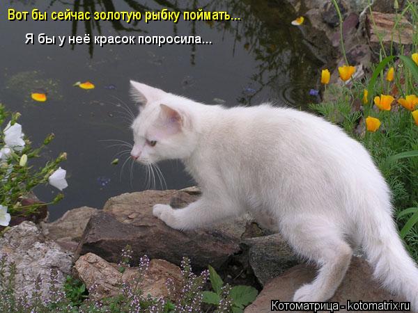 Котоматрица: Вот бы сейчас золотую рыбку поймать... Я бы у неё красок попросила...