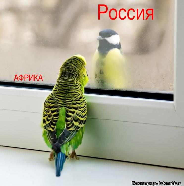 Россия АФРИКА... Котоматрица: Россия АФРИКА