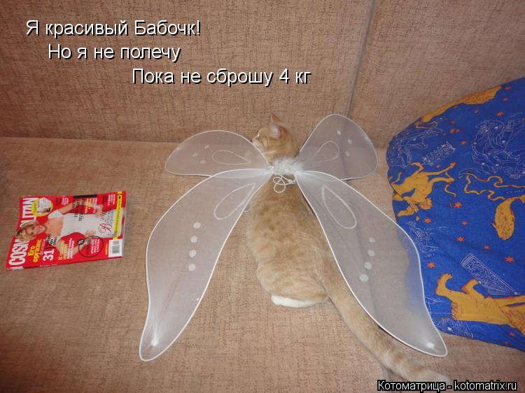 Я красивый Бабочк! Но я не полечу Пока не сброшу 4 кг... Котоматрица: Я красивый Бабочк! Но я не полечу Пока не сброшу 4 кг