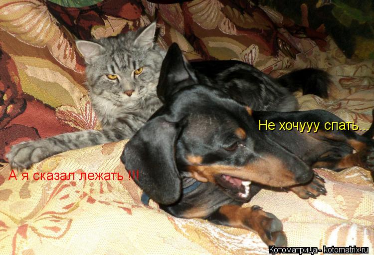 Не хочууу спать... А я сказал лежать !!!... Котоматрица: Не хочууу спать... А я сказал лежать !!!