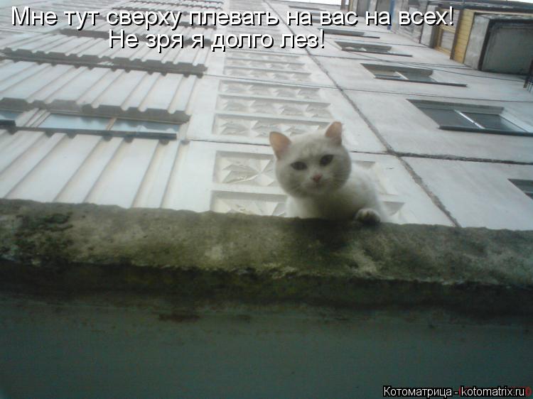 Мне тут сверху плевать на вас на всех! Не зря я долго лез!... Котоматрица: Мне тут сверху плевать на вас на всех! Не зря я долго лез!
