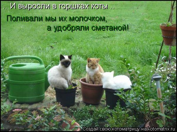 .. И выросли в горшках коты .. Поливали мы их молочком, а удобряли сметаной!... Котоматрица: .. И выросли в горшках коты .. Поливали мы их молочком, а удобряли сметаной!