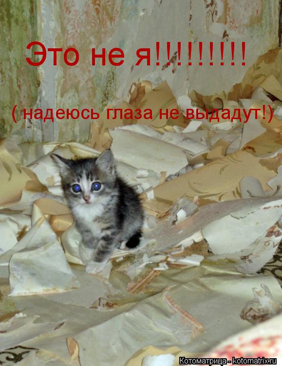Это не я!!!!!!!!! ( надеюсь глаза не выдадут!)... Котоматрица: Это не я!!!!!!!!! ( надеюсь глаза не выдадут!)