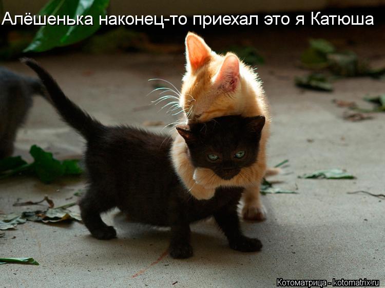 Алёшенька наконец-то приехал это я Катюша... Котоматрица: Алёшенька наконец-то приехал это я Катюша