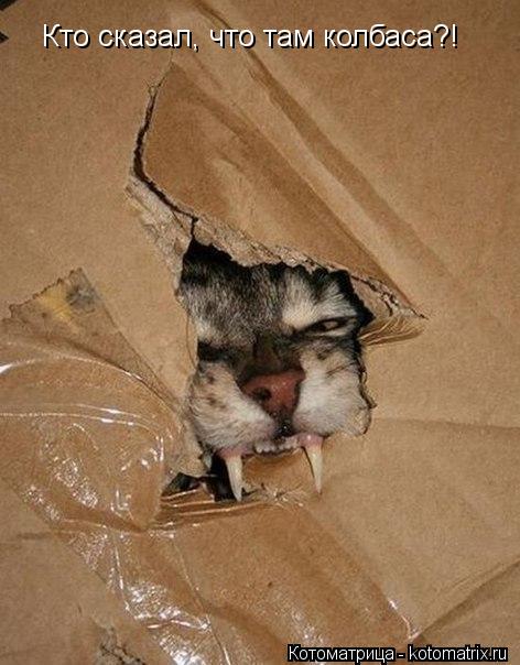 Кто сказал, что там колбаса?!... Котоматрица: Кто сказал, что там колбаса?!