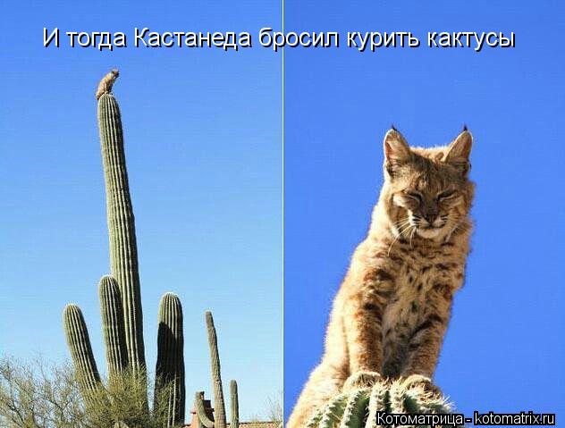 И тогда Кастанеда бросил курить кактусы... Котоматрица: И тогда Кастанеда бросил курить кактусы