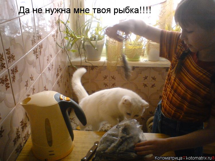 Да не нужна мне твоя рыбка!!!!... Котоматрица: Да не нужна мне твоя рыбка!!!!