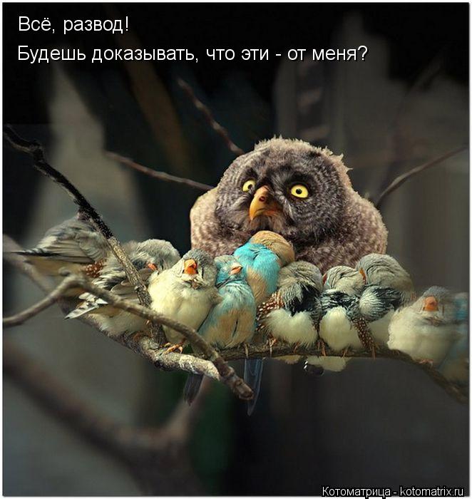 Котоматрица: Всё, развод!  Будешь доказывать, что эти - от меня?