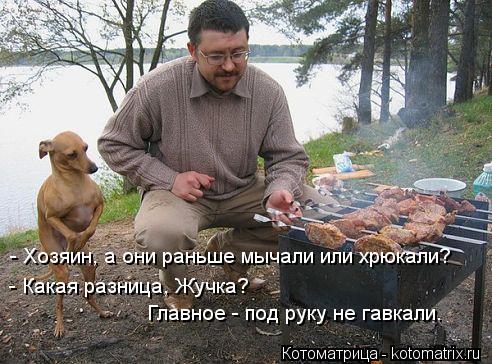 Котоматрица: - Хозяин, а они раньше мычали или хрюкали? - Какая разница, Жучка?  Главное - под руку не гавкали.