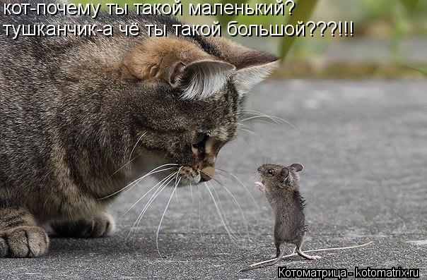 Котоматрица: кот-почему ты такой маленький? тушканчик-а чё ты такой большой???!!!