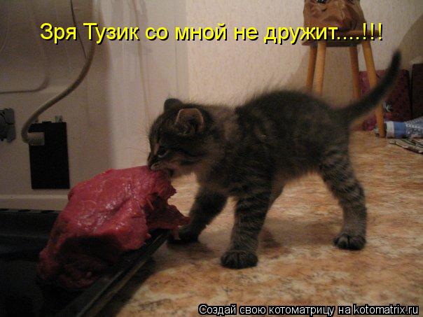 Котоматрица: Зря Тузик со мной не дружит....!!!