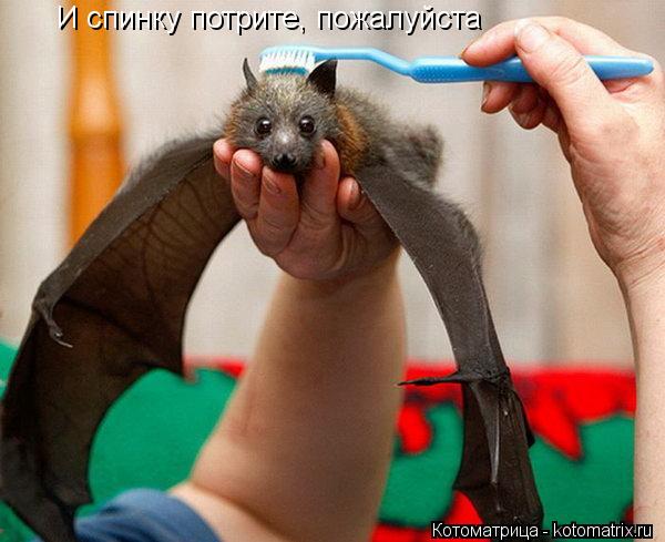 И спинку потрите, пожалуйста... Котоматрица: И спинку потрите, пожалуйста