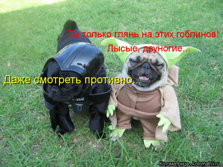 Ты только глянь на этих гоблинов! Лысые, двуногие... Даже смотреть противно...... Котоматрица: Ты только глянь на этих гоблинов! Лысые, двуногие... Даже смотреть противно...
